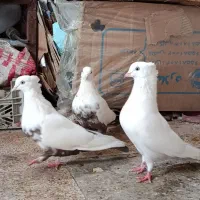 کبوتر دمبی  سرخ و کوهی