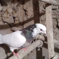 کبوتر شکاری.    قیمت 1200|پرنده|همدان, |دیوار