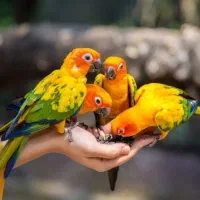 کوتوله طوطی برزیلی گیرینچیک راهب عروس