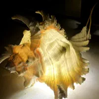 صدف مورکس خاص و کلکسیونی|کلکسیون اشیاء عتیقه|ری, ظهیرآباد|دیوار