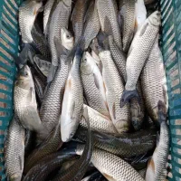 بچه ماهی آمور و کپور|ماهی|سنگر, |دیوار