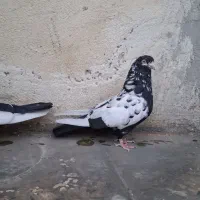کبوتر پرشی
