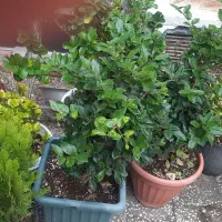 یاس هلندی شمشاد سبز و طلایی سرو لاونس