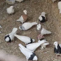 کبوتر طوق سیاه . سفید . پرستویی