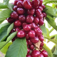 فروش انواع نهال اصلاح شده پیوندی