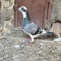کبوتر مسافتی