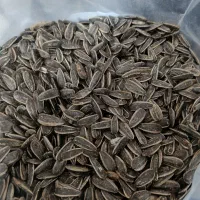 تخمه کدو و آفتابگردان|خوردنی و آشامیدنی|تهران, جوادیه تهرانپارس|دیوار