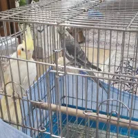 دو عدد عروس هلندی به همراه قفس