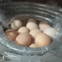 تخم مرغ برهمانطفه دار