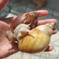 حلزون زیبا سفید وقهوه ای