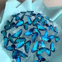 گل رز پروانه ای