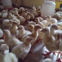 جوجه بیوتی(فوق سنگین)|حیوانات مزرعه|قزوین, |دیوار