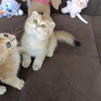 بچه گربه اسکاتیش گلد