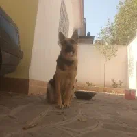 ژرمن  اصیل تربیت شده فهمیده