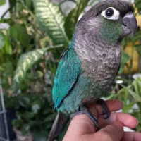 طوطی راهب و گرینچیک|پرنده|زنجان, |دیوار