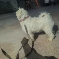 سگ برای فروش