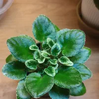 بنفشه زیبا|گل و گیاه طبیعی|رشت, کوی مهر|دیوار