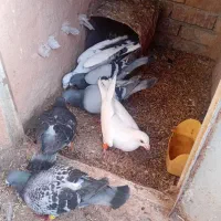 کبوتر نر|پرنده|تربت جام, جامرود|دیوار