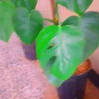 گل برگ انجیری