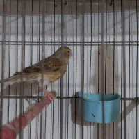 قناری عروس هلندی جوجه مرغ عشق ،کوتوله