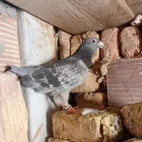 کفتر آردن