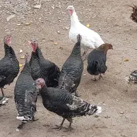 بوقلمون جوان