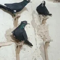 سیاه پلنگ با سین سیاه