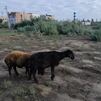 یک راس بره داره جوان|حیوانات مزرعه|آق قلا, |دیوار