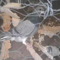 نر فولادی سر قدیم و نر خرقه|پرنده|برخوار, |دیوار