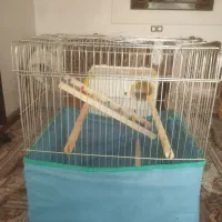 قفس عروس هلندی