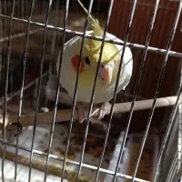 پرنده عروس هلندی