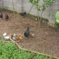 فروش انواع ( جوجه ، مرغ ، خروس )