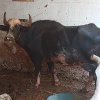 گاومیش درجه یک کم یاب ۷ماه ونر بزرگ