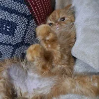 گربه پرشین ماده|گربه|ارومیه, |دیوار