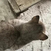 گربه حمایتی|گربه|رشت, فرزانه|دیوار