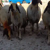 میش سنجابی