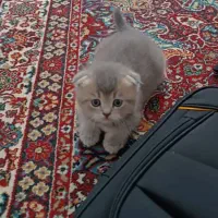 فروش گربه ی بریتیش|گربه|تبریز, |دیوار