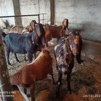 3عدد بز شیره دار اصیل3گیسک 50کیلوی|حیوانات مزرعه|حمیل, |دیوار