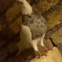 طوقی غریب گیر امشب|پرنده|کنگاور, |دیوار