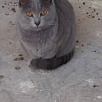 گربه|گربه|تهران, دکتر هوشیار|دیوار