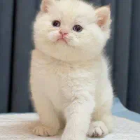 بریتیش گلدن پوینت و بلو پوینت