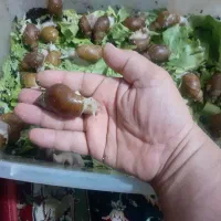 حلزونهای افریقایی آچاتینا مولد و پیش مولد|خزنده|کرج, پیشاهنگی|دیوار