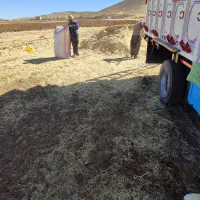 کاه سفید نرم کردستان