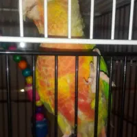 گرین چیک دبل رد