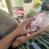 عروس هلندی سخنگو19کلمه بلده دستی چشم شرابی