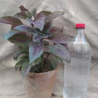گل طبیعی|گل و گیاه طبیعی|مشهد, پنجتن|دیوار