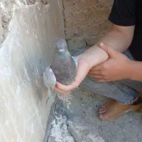 کفتر مفت|پرنده|قم, شهرک امام حسین|دیوار
