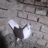 کبوتر  ابلاغ