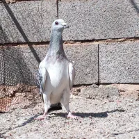 8 تا نر پریده