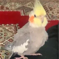 عروس هلندی گم شده
